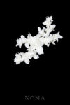 FLR-202400016-CC-Natural-Floral-Arrangement-Hairvine-or-Brooch-White-Silver-White